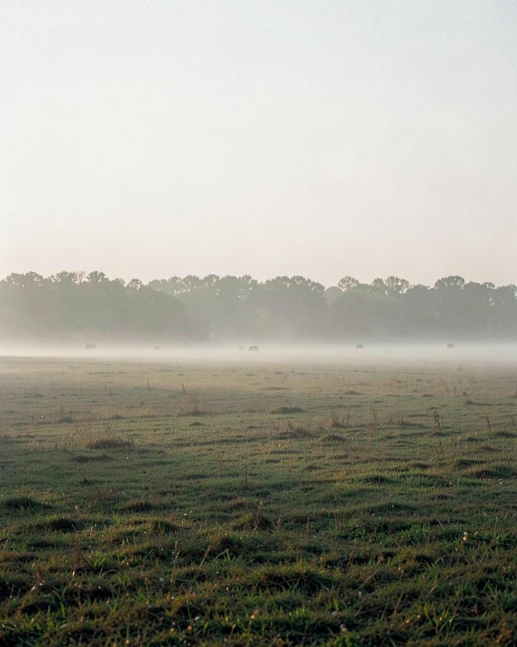 Morning mist over an open rural field with a distant treeline
