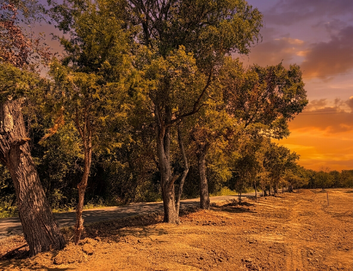 Open North Texas meadow with mature trees in warm golden-hour light